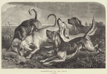 Blodhundar på spåret